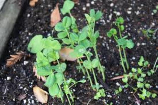 Mendel starts experiementing