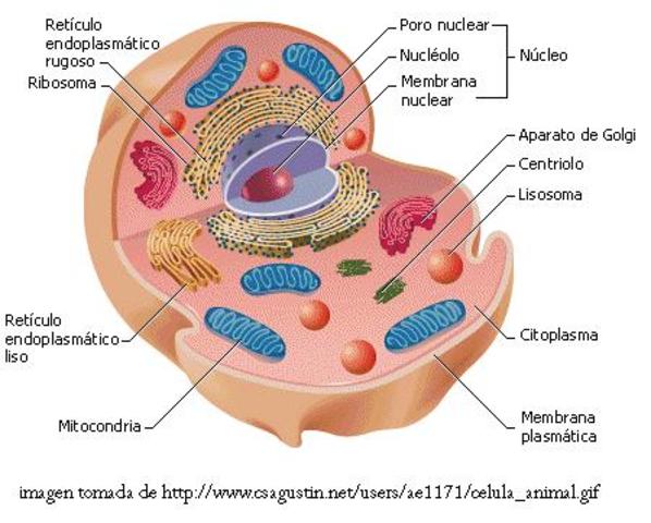 Se descubre que todos los organismos vivos están compuestos por células