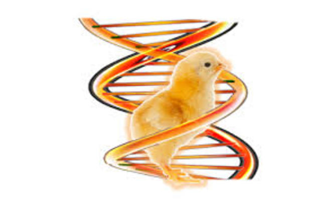 biotecnologia en el año 2004