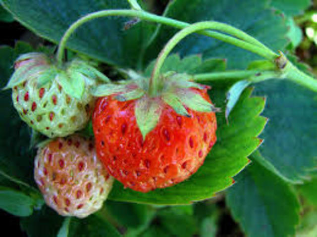 biotecnologia  en el año 2010