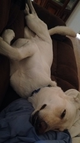 Rescued/adopted a dog