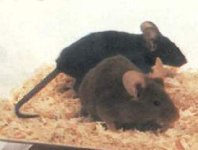 Genereciones de ratones