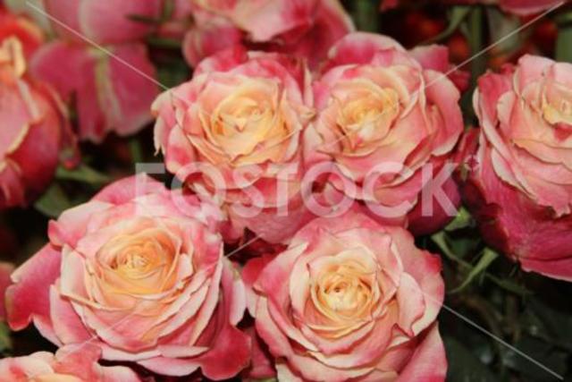 Cultivos en el mundo