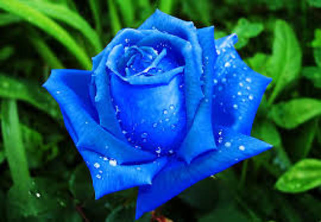 Rosa azul