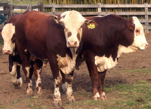 Genoma bovino HEREFORD