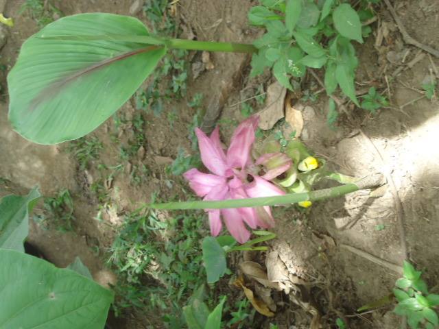 observando esta bella flor
