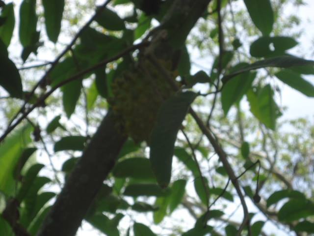 observando este fruto elcual fue semmbrado con materia organica