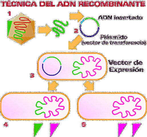 Tecnología del ADN