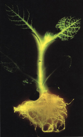 Primer planta transgénica