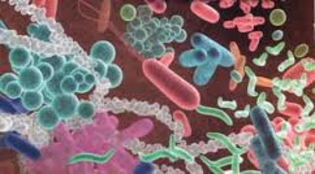 Se fabricó con éxito una hormona humana en una bacteria.