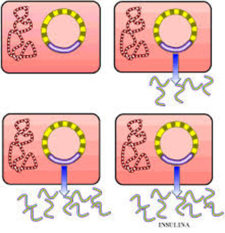 Se clonó el gen de la insulina humana.