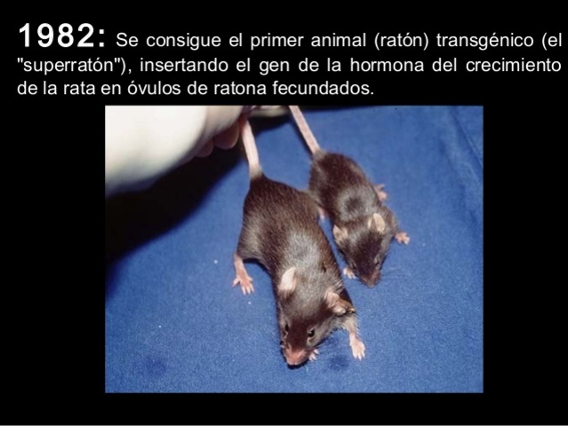 Se crea el primer ratón transgénico