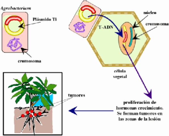 primer vegetal modificado genéticamente