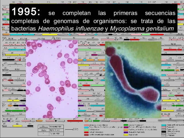 1995: Se completan las primeras secuencias de genomas de bacterias