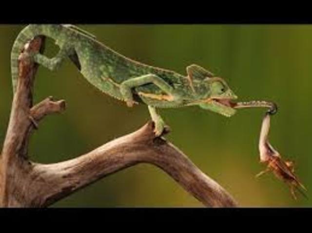 When they buy my the chameleons.