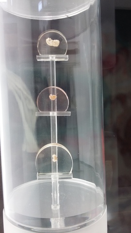 embriones 4-6 semanas