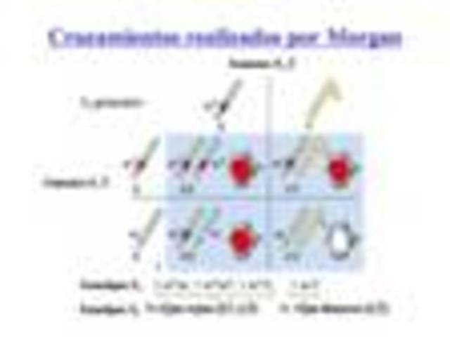 Morgan descubre genes de los cromosomas