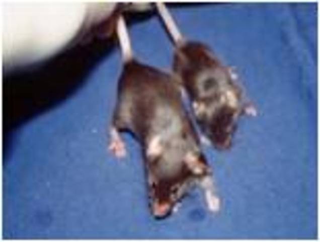 Primer animal transgénico