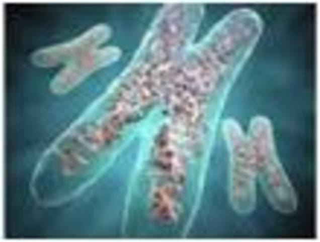 Primera planta transgénica