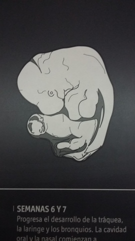 semana 6 y 7