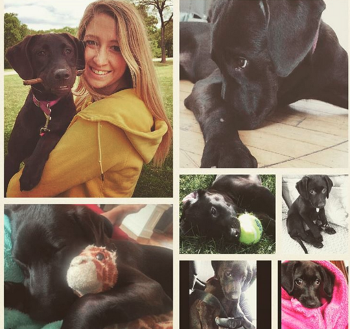 Adopted my puppy Lucy Mae