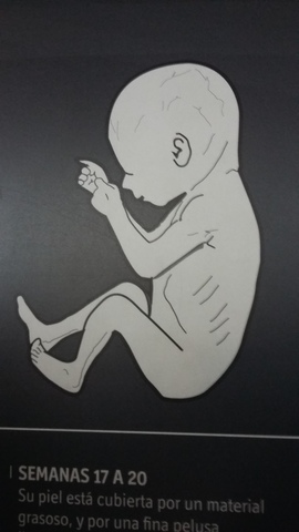 semana 17-20 (mes 5)