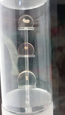 Embriones de 4, 5, & 6 semanas