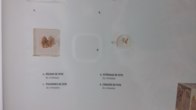 2do trimestre (semana 13-24)