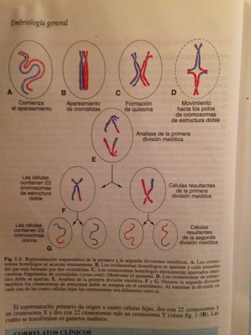 Los cromosomas durante las divisiones Meióticas-Primera División Meiótica-.