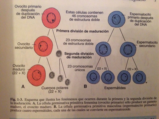 Los cromosomas durante las divisiones Meióticas-Finalidad-