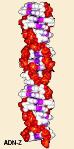 Andrew Wang, Alexander Rich