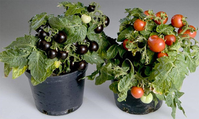 Plantas Transgénicas