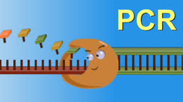 Polimerasa o PCR