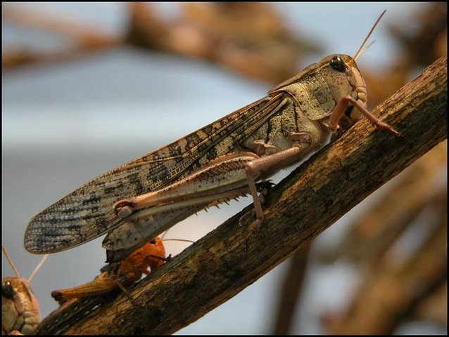 The Locusts