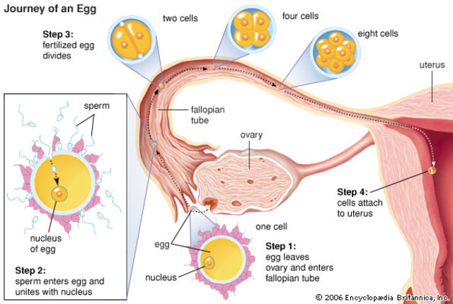 Fertilization