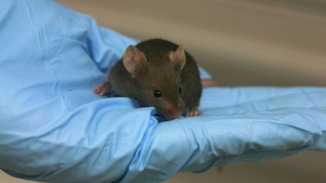 investigadores de Harvard