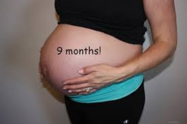 Third Trimester