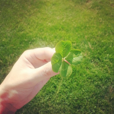 4 Leaf Clover!