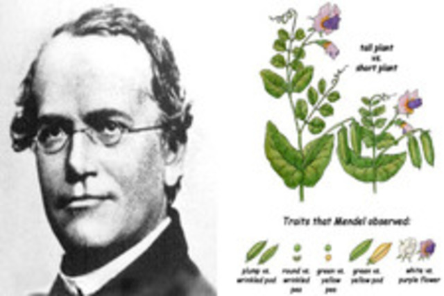 Reglas de la herencia genética.