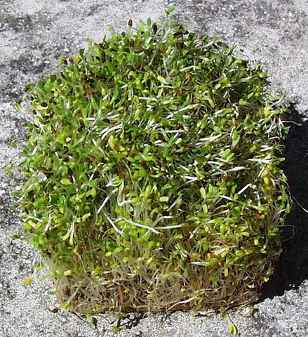 Salmonella, Harmony Farms