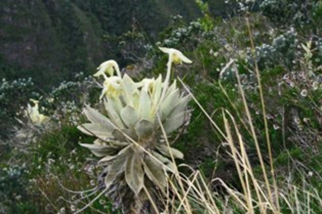 Protección del patrimonio mundial cultural y natural (1972)