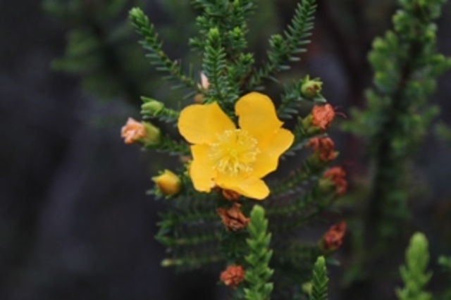 Convenio de las Naciones Unidas sobre Diversidad Biológica