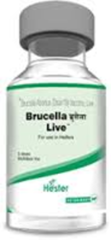Brucellosis Vaccine