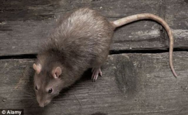 Rats show up in Attic of the S.A