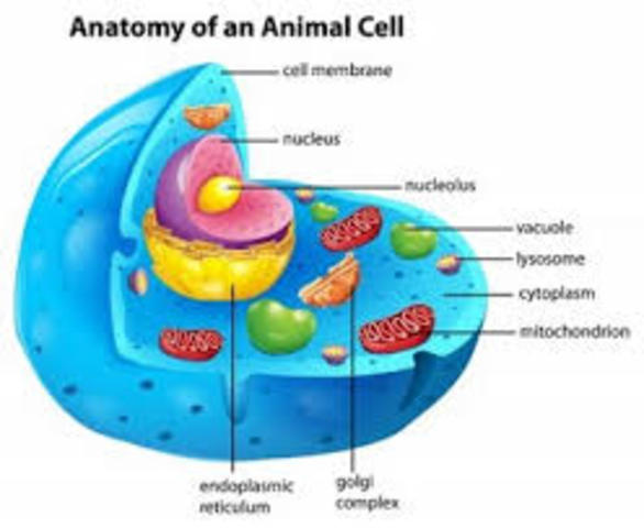 Animals and their Cells