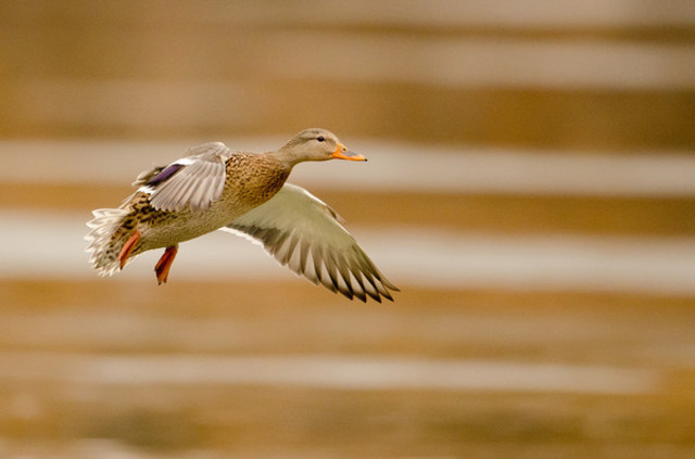 camera for panning shots