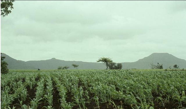 The Dutch establish business in Cameroon