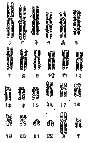 Desiframiento del genoma humano