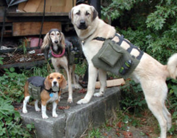 The Final Battle Begins