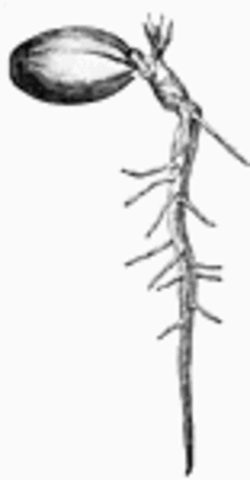 The acorn germinates